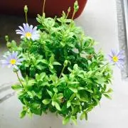 omaruの画像