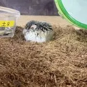 ゆきの画像