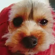 キャメロン