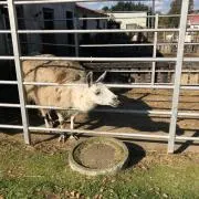 ホワイトハウスの画像