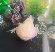 ウーピー♪の画像