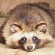 しおしゃちの画像