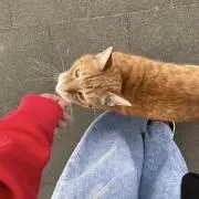 いおの画像