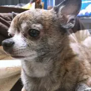 KAZU
