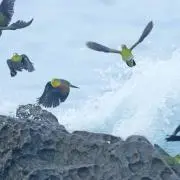モフ吉の画像