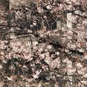 らら プロフみてね。の画像