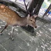 トモの画像