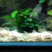 ゴールデンパンダ