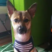 チクワ