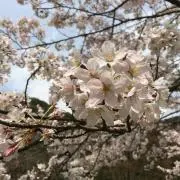 ゆきんこ