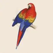 AZIMISI