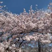 はるるの画像