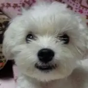 aymの画像