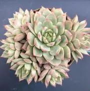 Hanaの画像