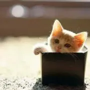 こずちゃんの画像