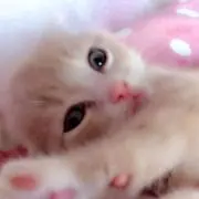 コンチ