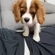 きたふー
