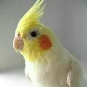 haruharu☆の画像