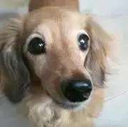 magringの画像