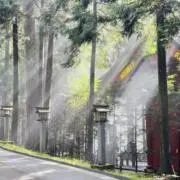トェイの画像