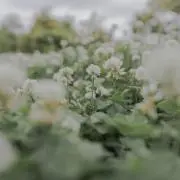 パルの画像