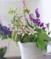 Wildflower13の画像