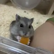 メルカラの画像