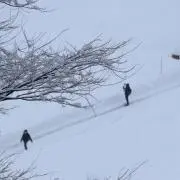 葵の画像