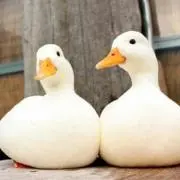 SMI