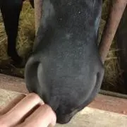 ランナー