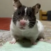 NANAの画像