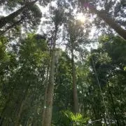 misaの画像