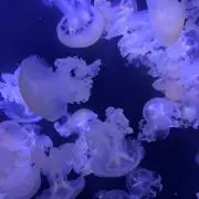 ぽんずの画像