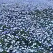 MIT(平日のみ発送してます)の画像