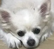 ゆかちん