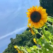 ぽんた