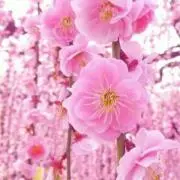 さくらの画像