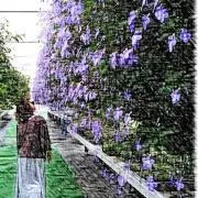 シータの画像