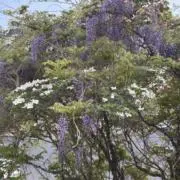 ゆの画像