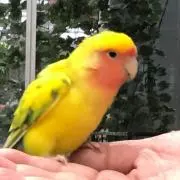 ほわり