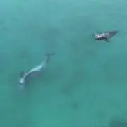サヤン