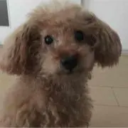 うさこ