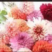 Dahliaの画像