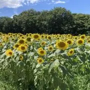 sunの画像