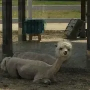 メソポタミアヒカリ