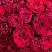 flowerの画像