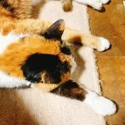 ねこの画像