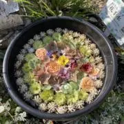⭐︎ちっち⭐︎