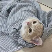 puchanの画像