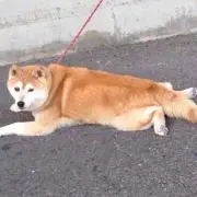 里美